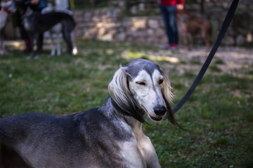 Grey and white Persian Greyhound Saluki dog laying on the grass with eyes closed face