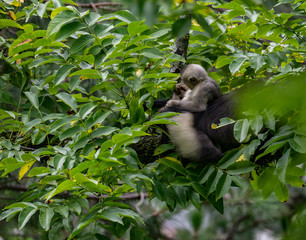 black-and-white snub-nosed monkey, rhinopithecus bieti, Stupsnasenaffe