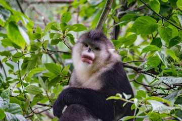 black-and-white snub-nosed monkey, rhinopithecus bieti, Stupsnasenaffe