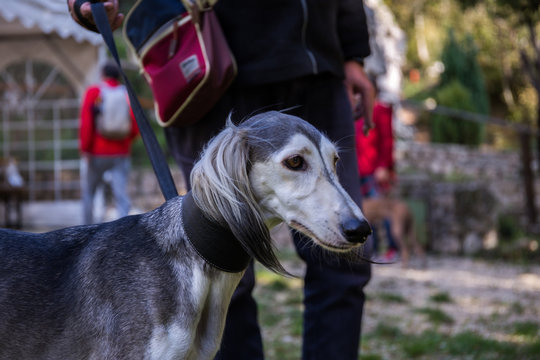 Grey and white Persian Greyhound Saluki dog standing on the grass face close up - Powered by Adobe