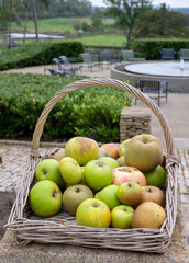 Basket of apples in the garden at historic Hadspen House set in a country estate, now transformed into boutique hotel called The Newt in Somerset UK.