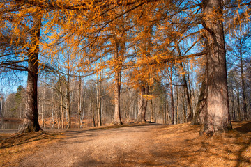 Naklejka na ściany i meble Larch trees in a forest glade in autumn