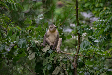 black-and-white snub-nosed monkey, rhinopithecus bieti, Stupsnasenaffe