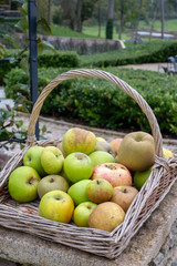 Basket of apples in the garden at historic Hadspen House set in a country estate, now transformed into boutique hotel called The Newt in Somerset UK.