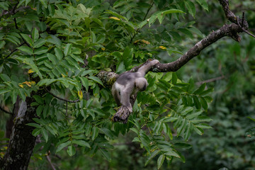 black-and-white snub-nosed monkey, rhinopithecus bieti, Stupsnasenaffe