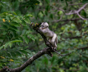 black-and-white snub-nosed monkey, rhinopithecus bieti, Stupsnasenaffe