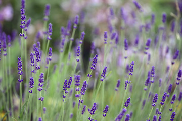 flowers in garden, sweden