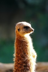 Primer plano de un suricata africano al atardecer