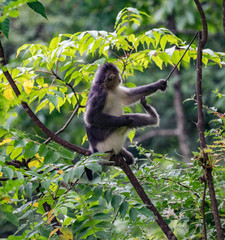 black-and-white snub-nosed monkey, rhinopithecus bieti, Stupsnasenaffe