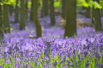 Blue Bell Woods near Ivinghoe Beacon in Hertfordshire, England, during Spring.
