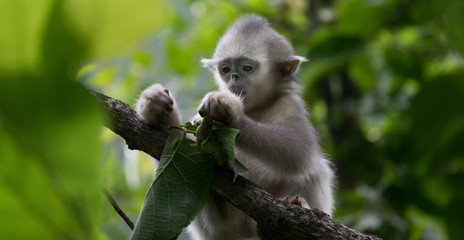 black-and-white snub-nosed monkey, rhinopithecus bieti, Stupsnasenaffe