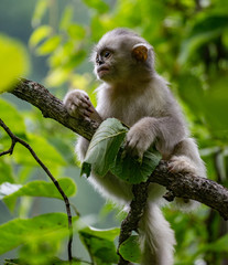 black-and-white snub-nosed monkey, rhinopithecus bieti, Stupsnasenaffe