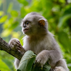 black-and-white snub-nosed monkey, rhinopithecus bieti, Stupsnasenaffe