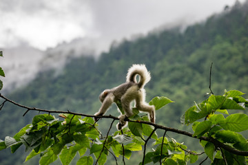 black-and-white snub-nosed monkey, rhinopithecus bieti, Stupsnasenaffe