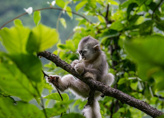 Yunnan  black-and-white snub-nosed monkey Stupsnasenaffe