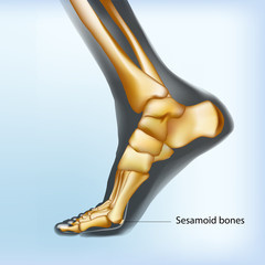 Naturalistic visualization of sesamoid bones of foot.