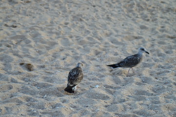 seagulls on the sand