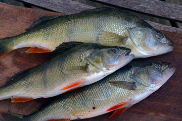 perches caught in sweden