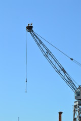 storks in the nest