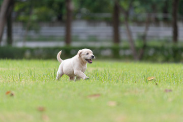 Happy puppy dog running on playground green yard