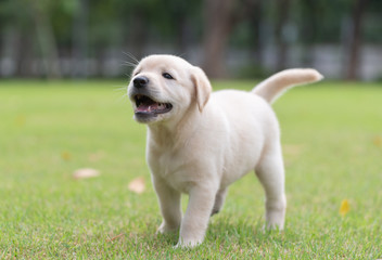 Puppy dog walking while scent on playground green yard