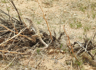 Fototapeta premium Long-nosed leopard lizard, Mojave Desert, California. 