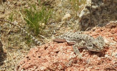 Long-nosed leopard lizard, Mojave Desert, California.    