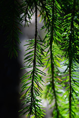 pine wood forest in north of sweden