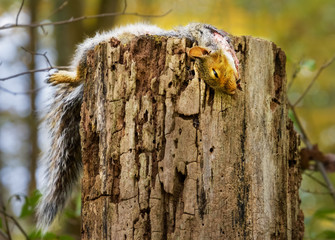 Dead grey squirrel draped on a tall tree stump temporarily left  by predator in a forest