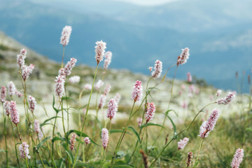 Mountain landscape with bistorta plant for decorative design with pink flowers and green leaves in wild nature.