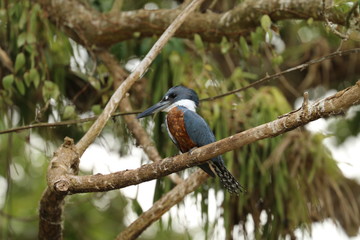 Kingfisher Cano Negro Wetland Costa Rica