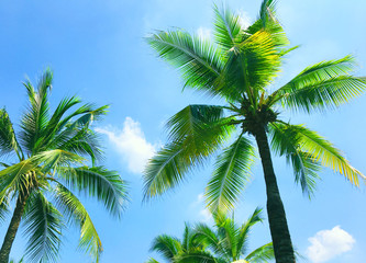 Fototapeta na wymiar coconut tree