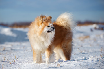 akita inu dog standing outdoors in winter