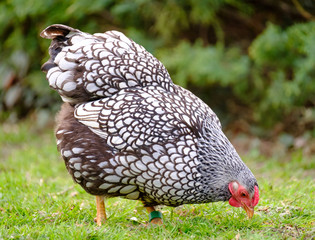 Pedigree Wyandotte Hens seen in a private garden in late spring, looking for food or drinking from a chicken trough.