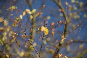 Jesienne liście na drzewie © andsko
