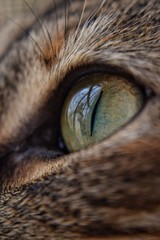 Obraz premium eye of cat
