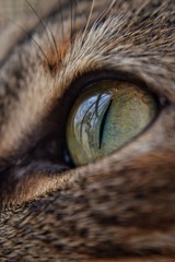 eye of cat