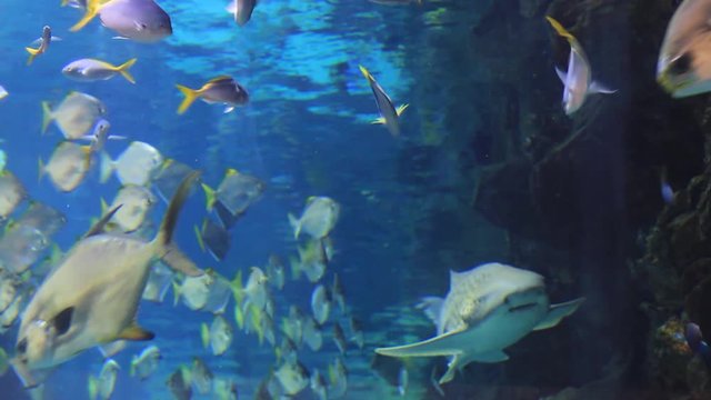 colorful coral reef with shoal of fishes scalefin anthias in tropical sea, underwater