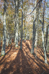 foliage di alberi di faggio