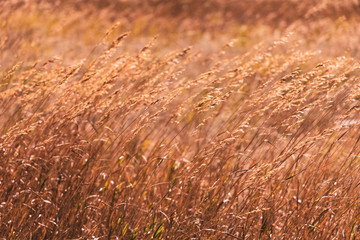 Amber Grass blowing in the gentle autumn breeze.