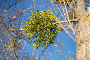 Mistletoe on the tree
