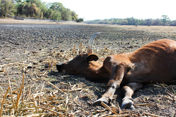 dead cow, died from drought and over grazing. botswana africa.