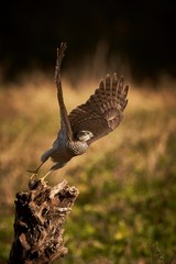 Eurasian Sparrowhawk (Accipiter nisus) flying.