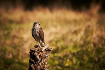 Eurasian Sparrowhawk (Accipiter nisus) on a branch.