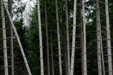 tress, forest, sweden