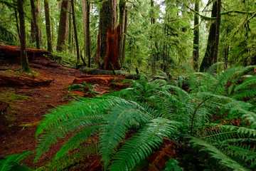 CLOSE UP: Old log decomposes deep in lush forest on the rainy Olympic Peninsula.