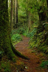 VERTICAL: Empty trekking trail leads through the beautiful Hoh Rainforest.