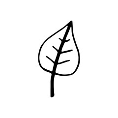 Single hand drawn leaf for winter and autumn decoration. Doodle vector illustration. Isolated on white background