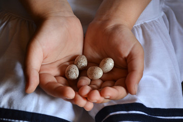 Eggs of a bird in the hands of a child