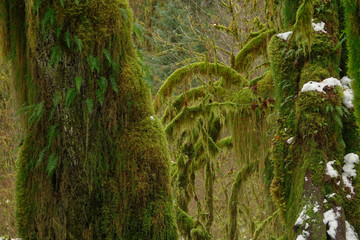 CLOSE UP: Small fern leaves start growing out of the moss covered tree trunk